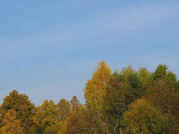 Foresta soleggiata al mattino presto