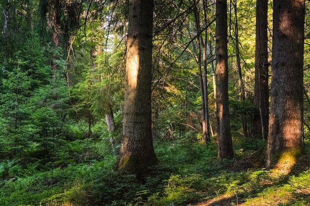 Foresta soleggiata estiva