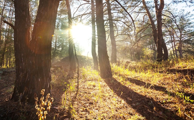 Foresta soleggiata