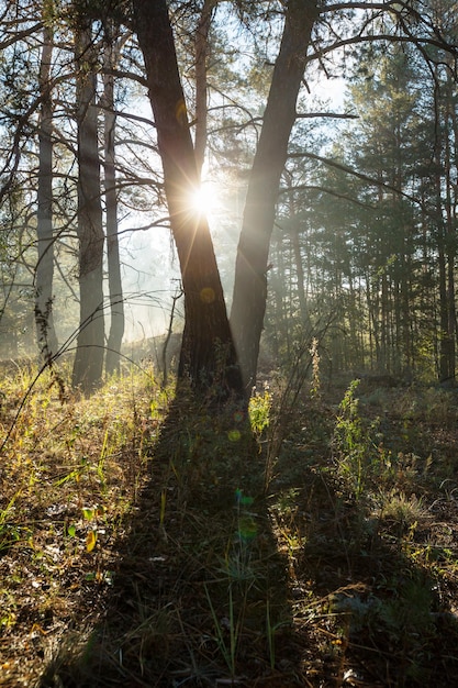 Foresta soleggiata