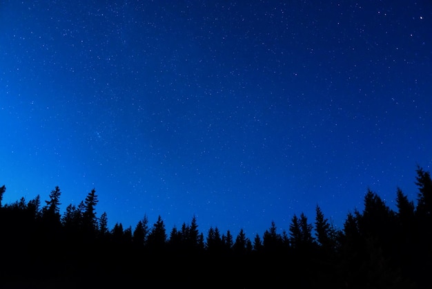 Foresta sotto il cielo notturno con le stelle