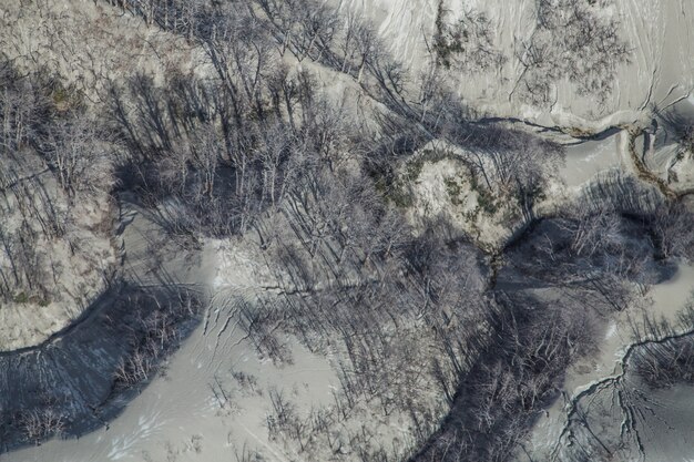 foresta sotto la cenere