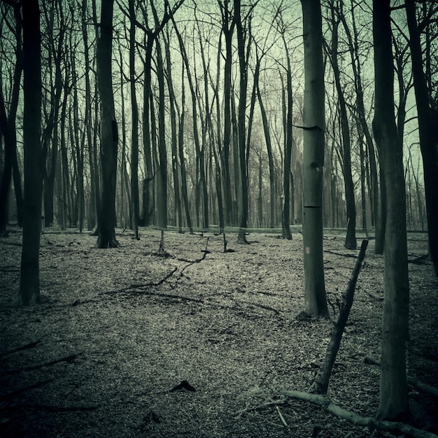 foresta spaventosa