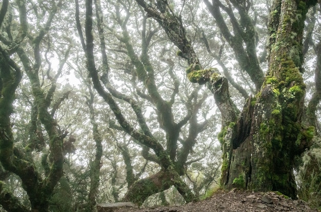 Foresta spettrale con alberi nodosi sparati durante condizioni di nebbia kepler track nuova zelanda