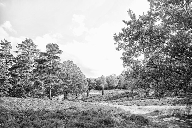 Foresta sul cielo soleggiato Alberi in legno verde in primavera o in estate Natura bella vista paesaggio ecologia e concetto di ambiente