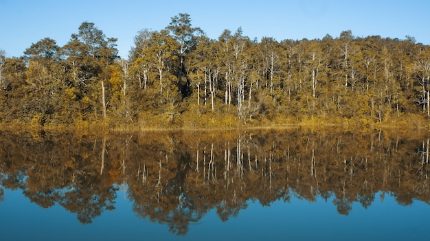 Foresta sul lago