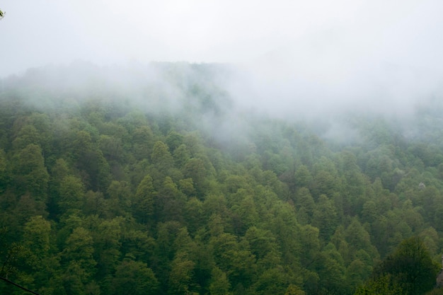 Foresta sulle colline durante la nebbia