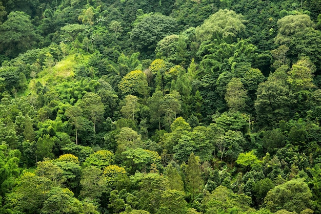 Foresta tropicale dall'alto