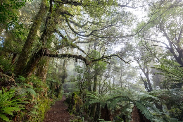 Foresta tropicale della giungla della Nuova Zelanda.