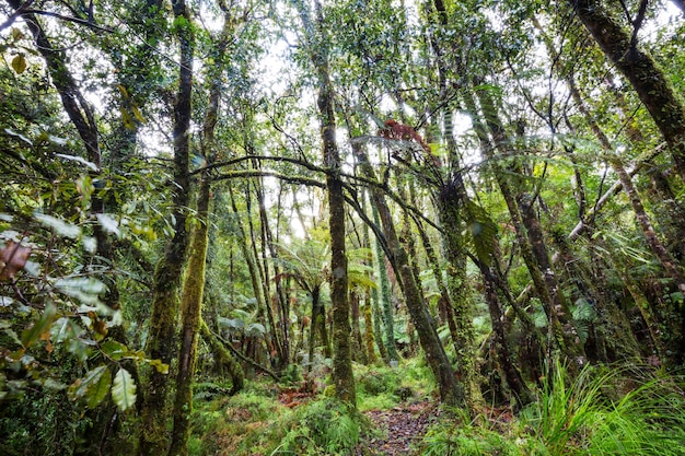 Foresta tropicale della giungla della Nuova Zelanda.