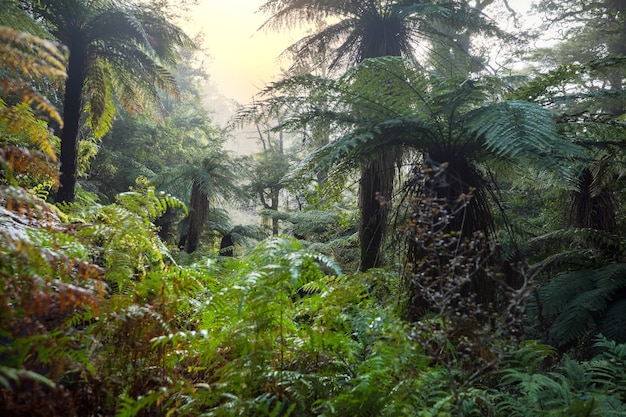 Foresta tropicale della giungla della Nuova Zelanda.