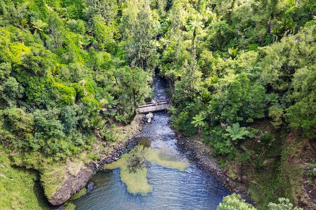Foresta tropicale della giungla della Nuova Zelanda.