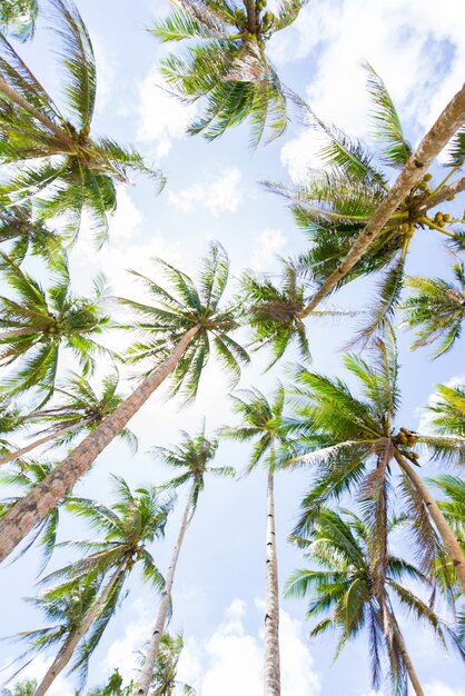 Foresta tropicale di alberi di cocco