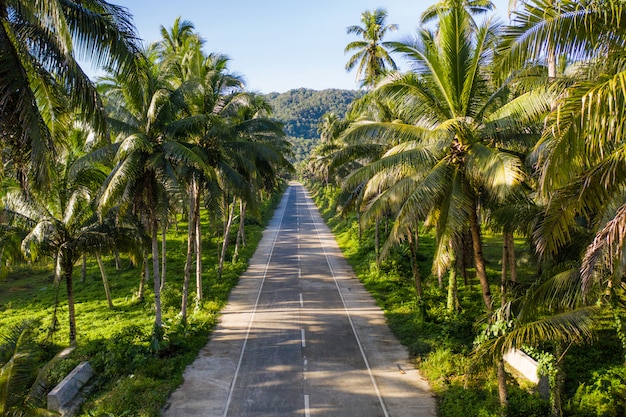 Foresta tropicale di alberi di cocco