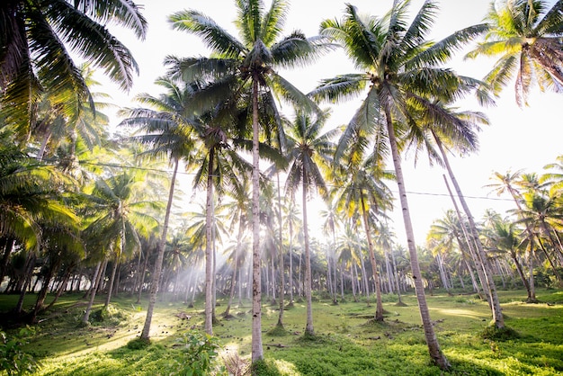 Foresta tropicale di alberi di cocco