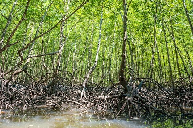 Foresta tropicale di mangrovie - alberi verdi con radici in acqua
