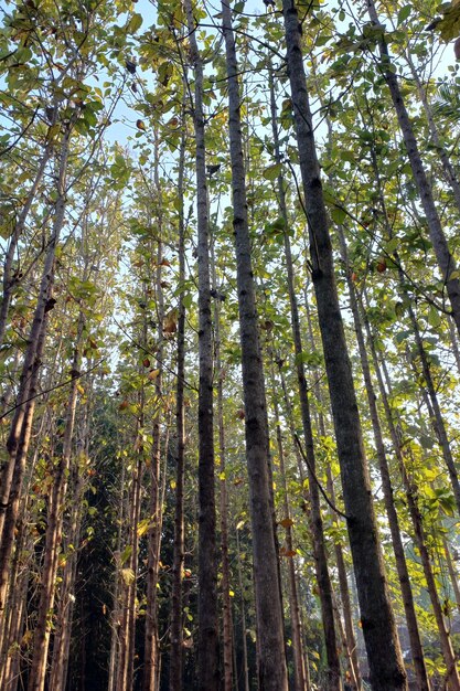 Foresta tropicale di teak a Giava, in Indonesia, al momento dell'ora d'oro