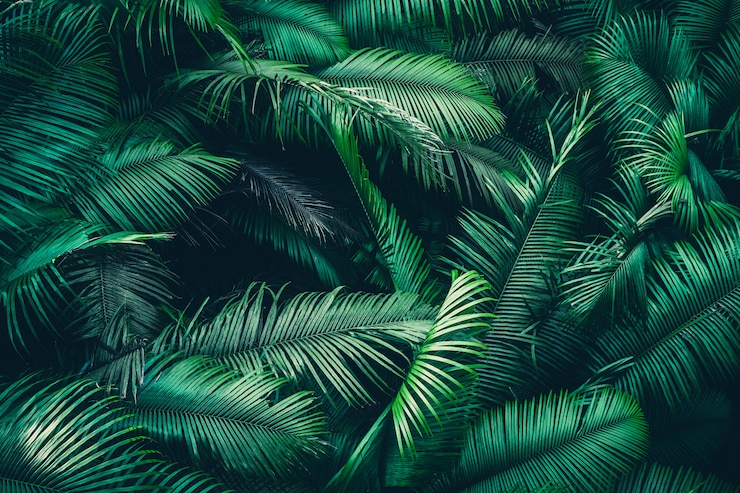 Foto foresta tropicale naturale, scena della natura in stile tono verde