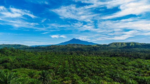 Foresta tropicale nel distretto di Aceh Besar provincia di Aceh