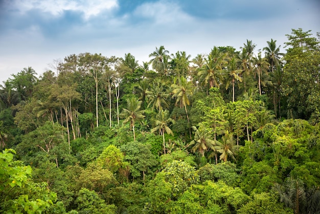 Foresta tropicale o giungla con palme e banane