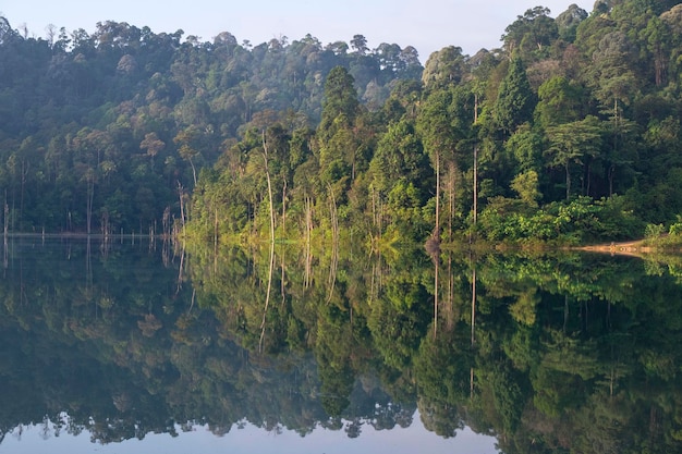 Foresta tropicale vicino al lago