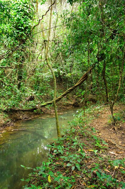 foresta tropicale