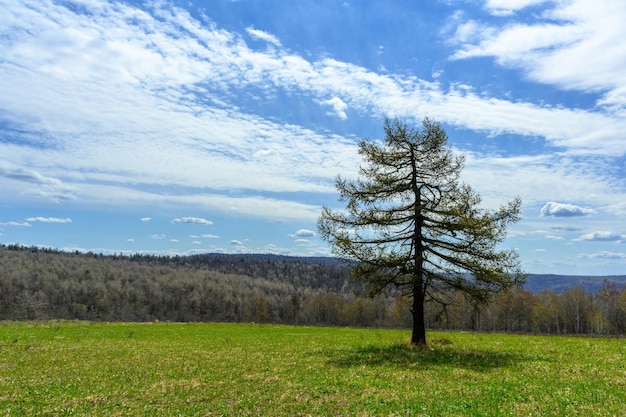 Foresta urale meridionale con una vegetazione paesaggistica unica e diversità della natura in primavera