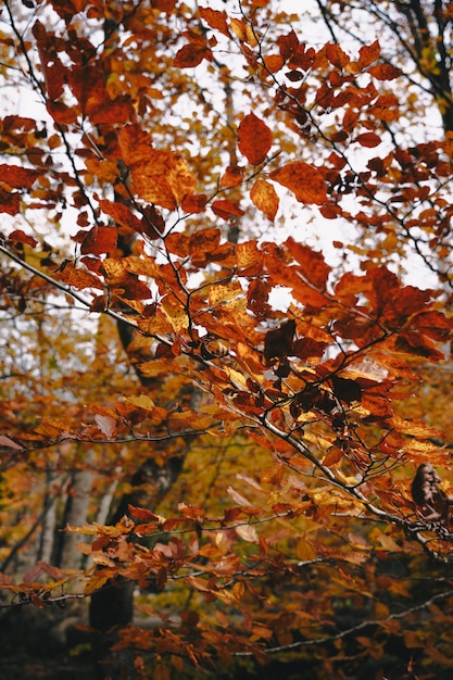 Foresta variopinta di autunno nel parco di Yosemite