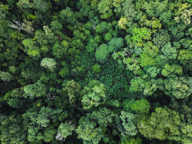 Foresta verde ai tropici dall'alto e la strada nella foresta