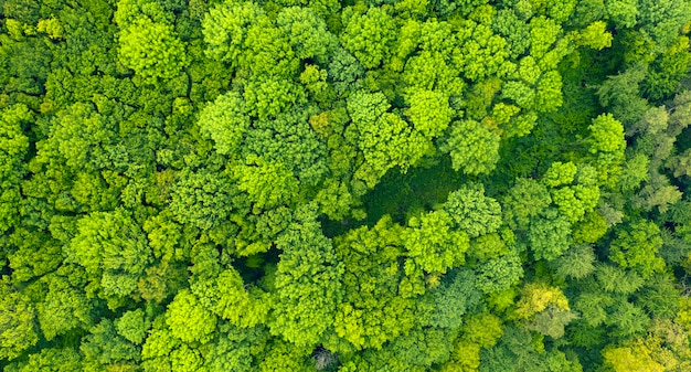 Foresta verde autunnale o primaverile. Vista dal drone, un bellissimo paesaggio estivo. Sfondo astratto naturale