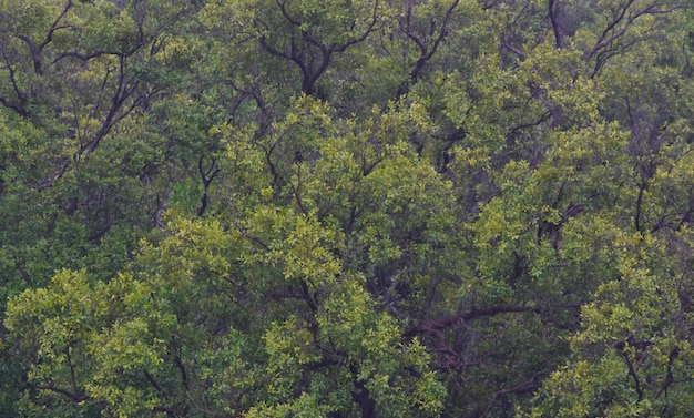 foresta verde bellissima