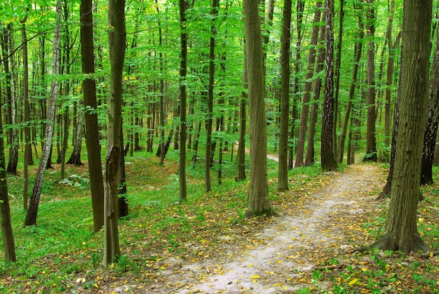 Foresta verde con grandi alberi