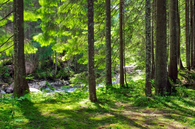 foresta verde con luce solare