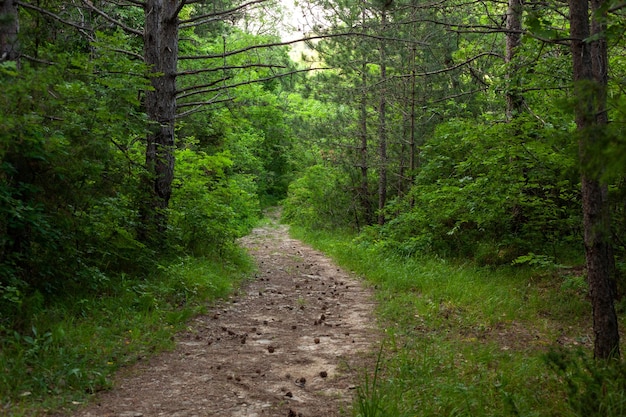 Foresta verde con sentiero