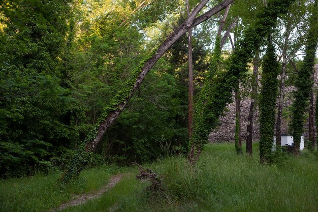 Foresta verde con sentiero