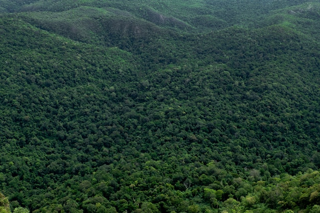 Foresta verde dell'albero sulla montagna