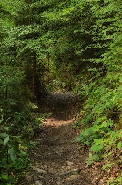 Foresta verde di estate con il fondo stagionale all'aperto naturale del percorso