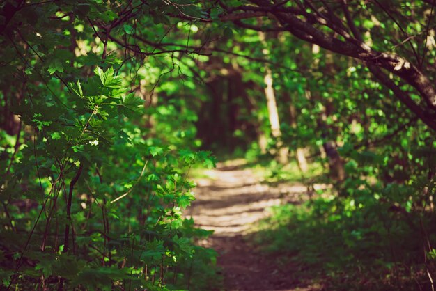Foresta verde di estate con il fondo stagionale all'aperto naturale del percorso