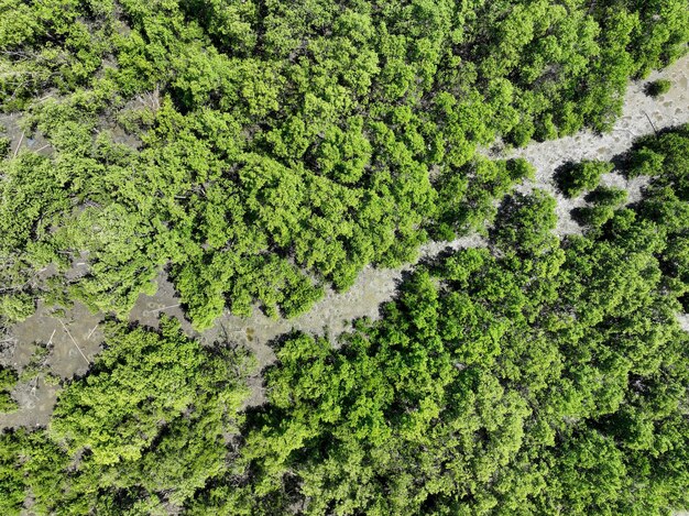 Foresta verde di mangrovie con la luce del sole mattutino Ecosistema di mangrovia Absorbitori naturali di carbonio Cattura di mangrovio