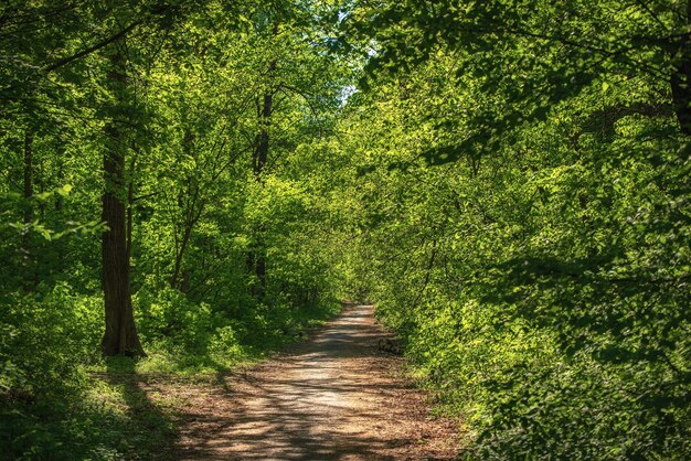 Foresta verde estiva