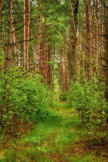 Foresta verde estiva