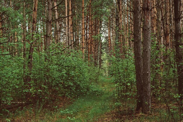 Foresta verde estiva