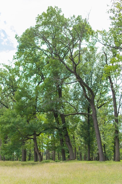 Foresta verde in estate