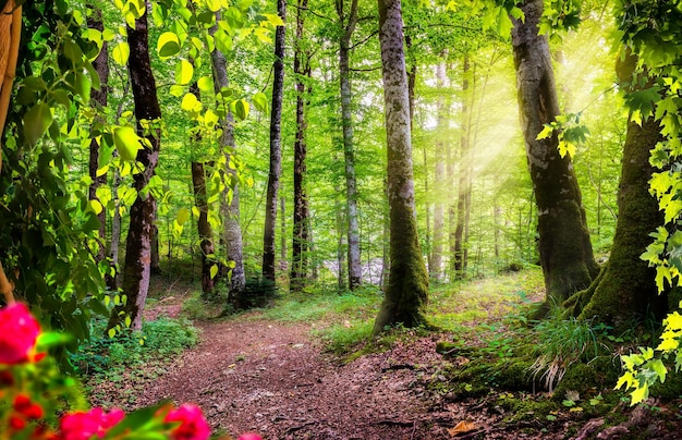 Foresta verde in Montenegro