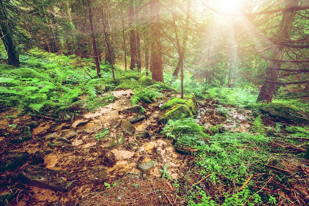 Foresta verde mattina presto.