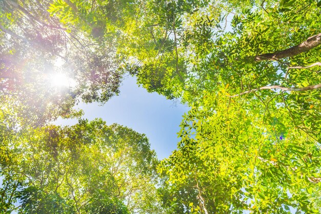 Foresta verde naturale con grandi alberi