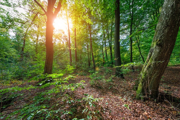 Foresta verde primavera bella mattina