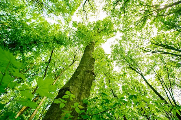 Foresta verde primavera con foglie verdi