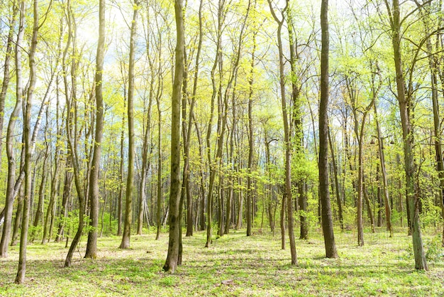 Foresta verde primaverile con giovani nuove foglie verdi sugli alberi. Raggi di sole che brillano attraverso i rami