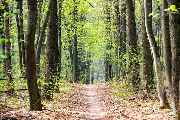 Foresta verde primaverile con le prime foglie primaverili e sentiero